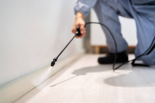 Licensed Rodent Control service in Covelo, CA - Nex Pest Control